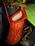 Nepenthes ventricosa x trusmadiensis 2
